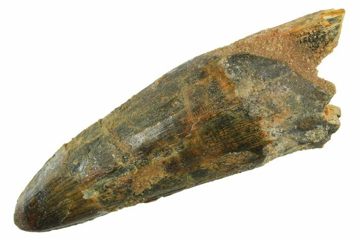 Cretaceous Fossil Crocodylomorph Tooth - Morocco #298097